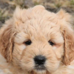 Meet your Posher, Ace